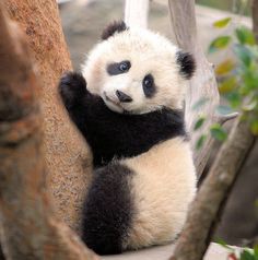 Image result for cute baby pandas